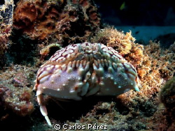 "Box Crab" Always so funny by Carlos Pérez 